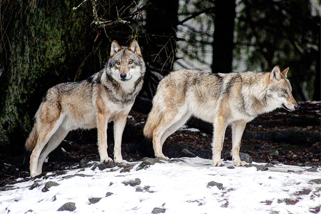Wölfe - Wolves