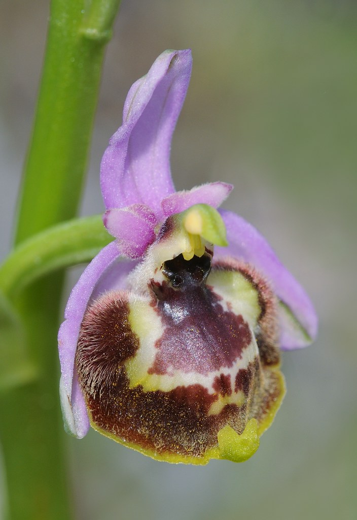 Weißglanz-Ragwurz, Ophrys candica