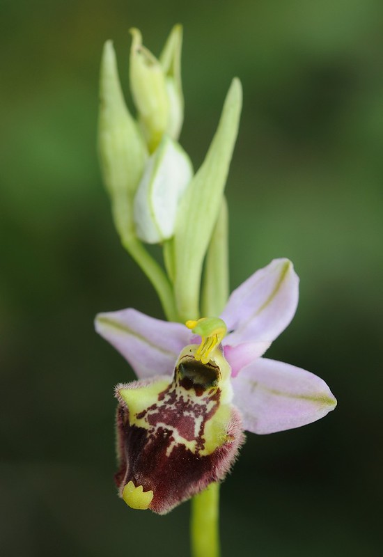 20170418-027F | Weißglanz-Ragwurz (Ophrys candica) bei Martina Franca. Apulien, 18.04.2017