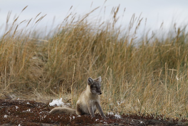 Young Arctic fox, Vulpes Lagopus, in fall colours staring off into the distance near its den