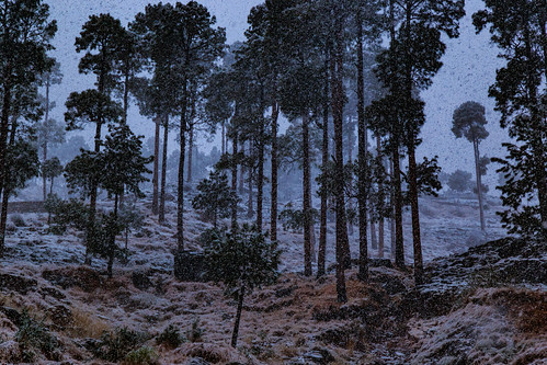 murree punjab pakistan pk rawalpindi islamabad islamabadcapitalterritory canon 6d snow storm trees hail rain cold himalaya himalayas mountains hills forest dark landscape
