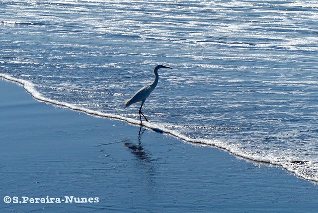 A visitor on the dividing line, Sunzal Beach, El Salvador