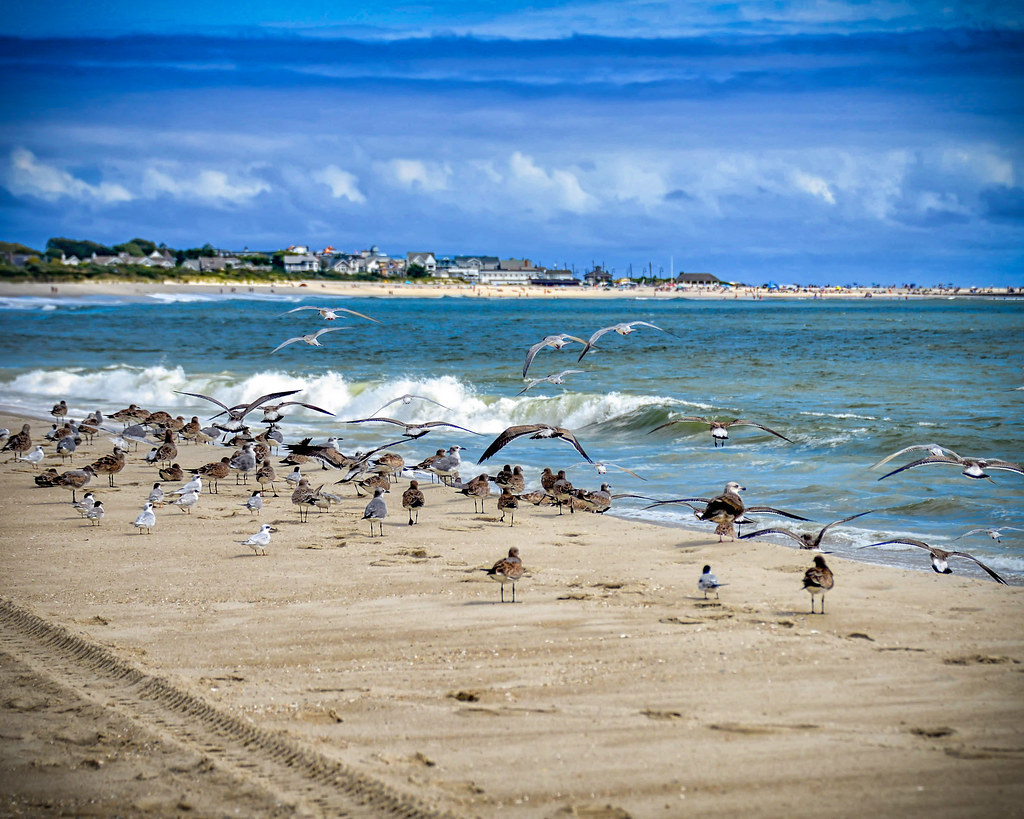 Cape May Seagulls