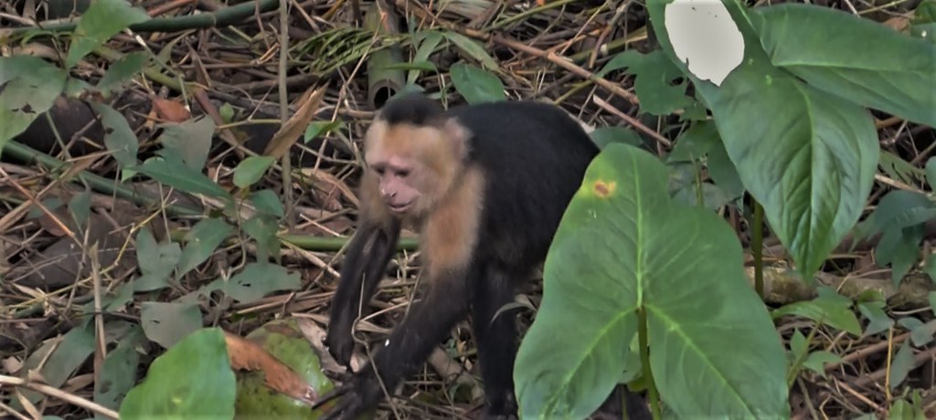 Capuchin monkey Evergreen Hotel Tortuguero Costa Rica