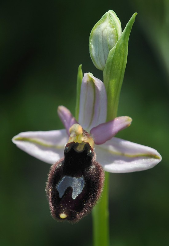 20170411-143F | Bertolonii-ähnliche Ragwurz (Ophrys bertoloniiformis) bei Mattinata. Apulien, 11.04.2017