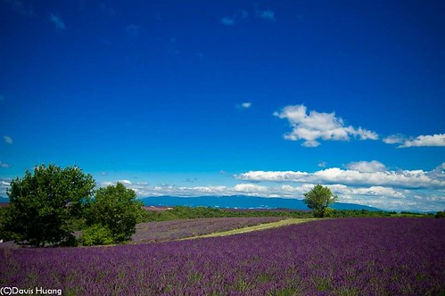 provence lavender france
