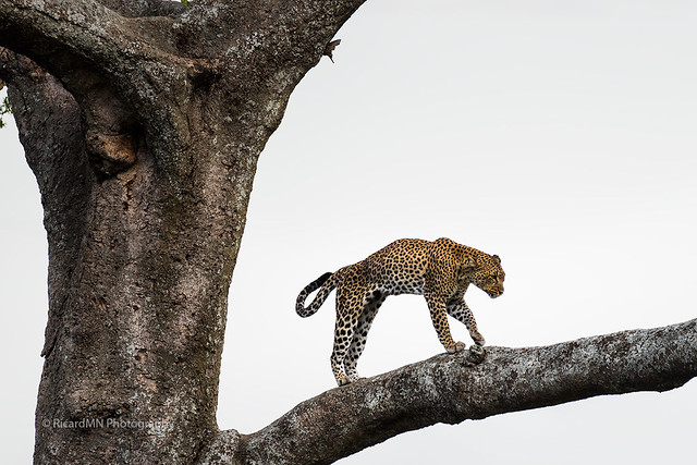 Leopard walking in tree in the Serengeti savanna