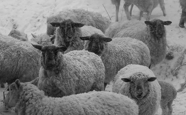 sheep snow facing looking bw-0276