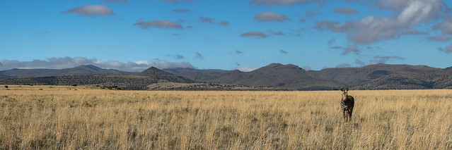 Mountain Zebra panorama