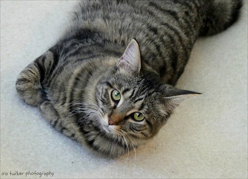 Although all cat games have their rules and rituals, these vary with the individual player. The cat, of course, never breaks a rule. If it does not follow precedent.... | by ira tucker, thanks for 12.5 million views