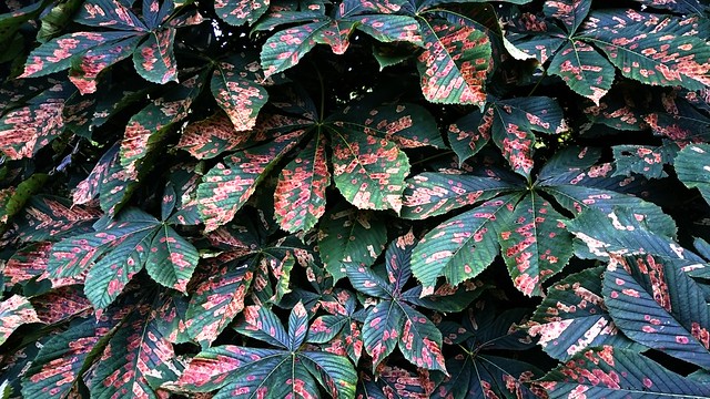 Diseased Chestnut leaves look artistic..