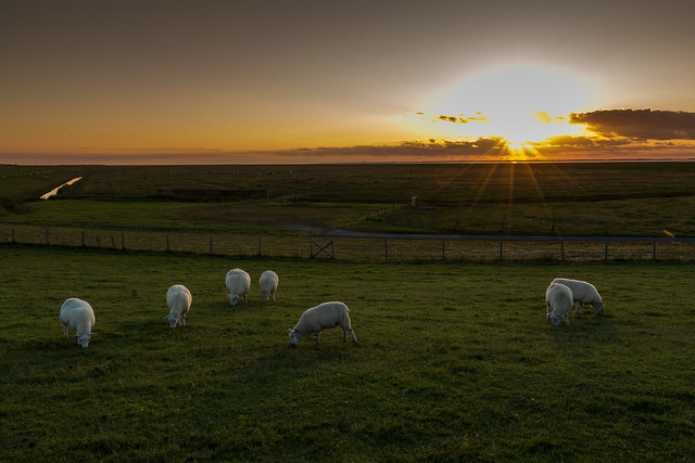 Sheeps in the sunset.