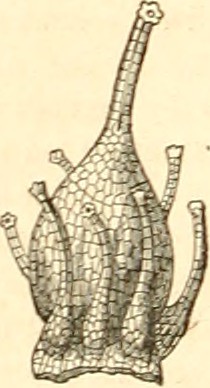 Image from page 169 of 
