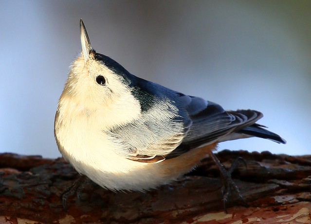 white-breasted nuthatch at Lake Meyer Park IA 854A6392