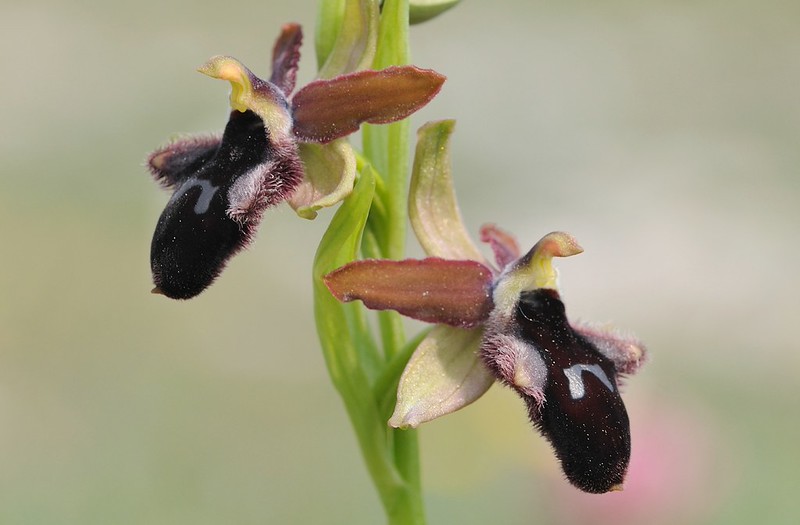 20170412-031F1 | Vorgebirgs-Ragwurz (Ophrys promontorii) bei Monte Sant'Angelo. Apulien, 12.04.2017