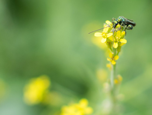 Insect | by Morgane Debrandt.