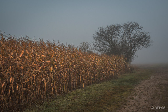 foggy morning @ the cornfield