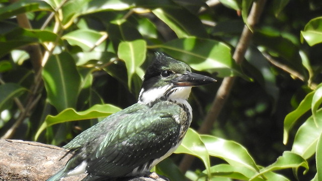 Martim-pescador-verde -Chloroceryle amazona