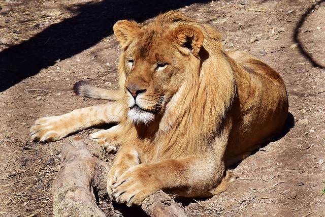 Male African lion, The Columbus Zoo 3/6/18