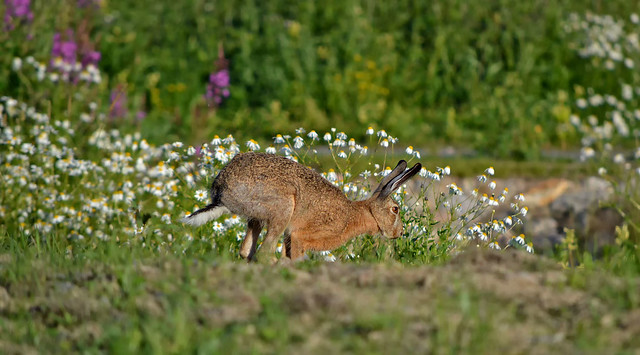 - Catch me if you can!!! 🐰 European hare.