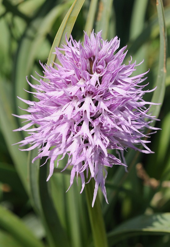 20170411-211F | Italienisches Knabenkraut (Orchis italica) bei Mattinata. Apulien, 11.04.2017