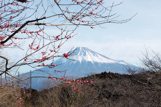 ume blossom , Iwamoto Mountain Park
