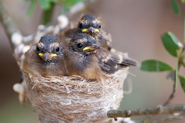 Little fantails two weeks after the pic of mum on eggs on NY Day