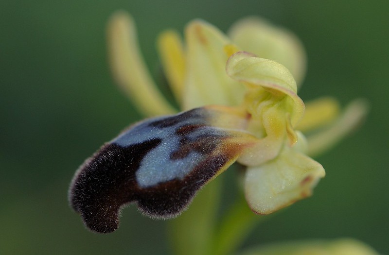20170412-199F | Doppelhalbmond-Ragwurz (Ophrys bilunulata) bei San Salvatore. Apulien, 12.04.2017