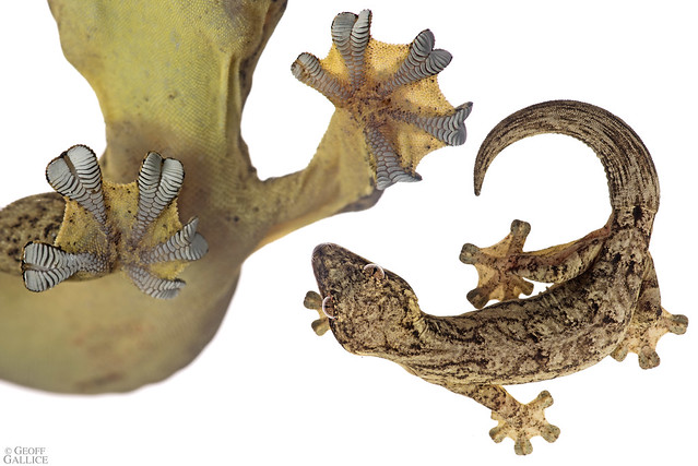 Turnip-tailed gecko (Thecadactylus cf. rapicauda)