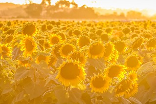 Sunflowers Sunset-14