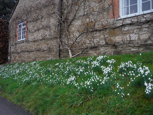 Snowdrops, Beckley 