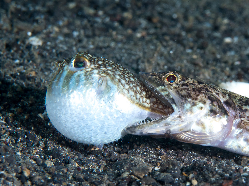 Shortfin Puffer (Torquigener brevipinnis) and Variegated lizardfish (Synodus variegatus)