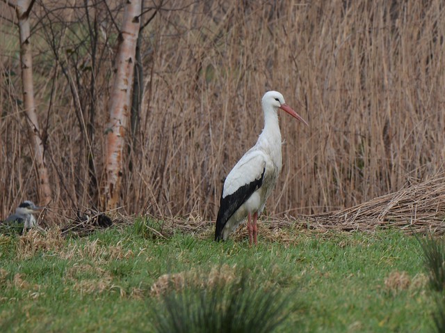 Ciconia ciconia (White Stork / Ooievaar)