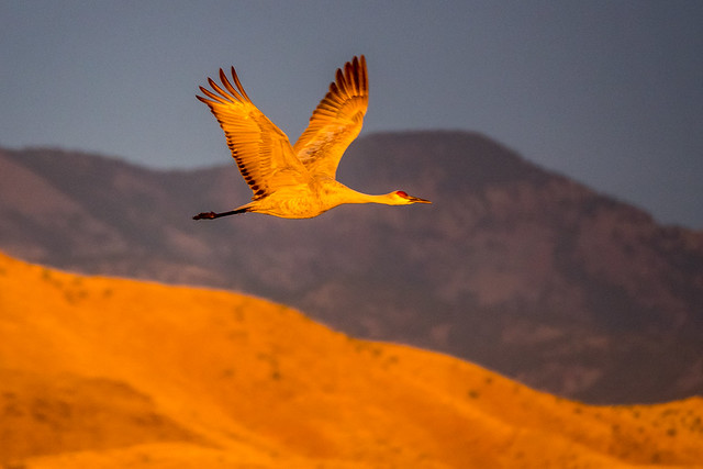 sandhill crane in early morning light