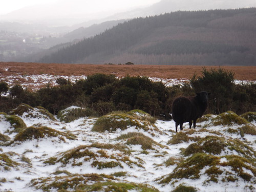 Black Sheep on Cefn Moel SWC Walk 308 - Bwlch Circular (via Mynydd Troed and Llangorse Lake)