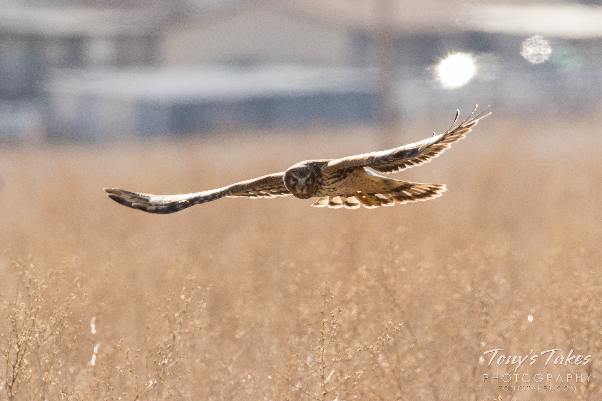 A female northern harrier patrols a field north of Denver, Colorado. (© Tony’s Takes)