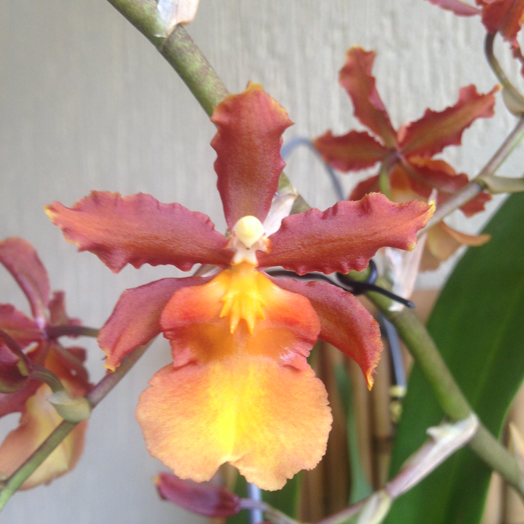 🌱🌿🌺 Orquídea Odontocidium Catatante da minha Esposa Flo… | Flickr