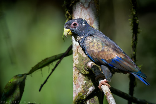 Loro Alibronceado. Pionus chalcopterus. Bronze-winged Parrot