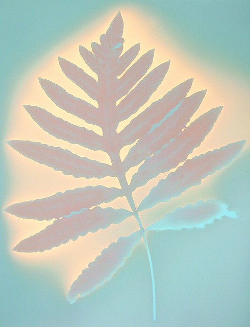 Lumen Print 1844 Fern by John Fobes: copyrighted all rights reserved.