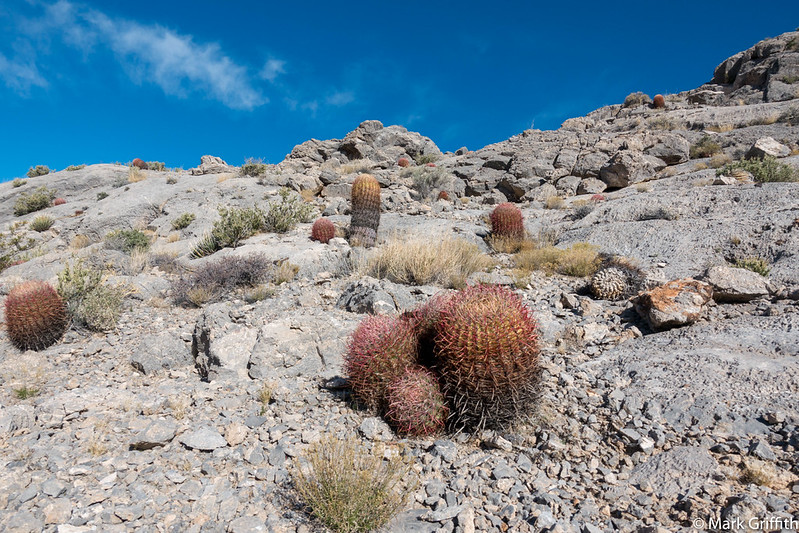 Cacti on the Mountain