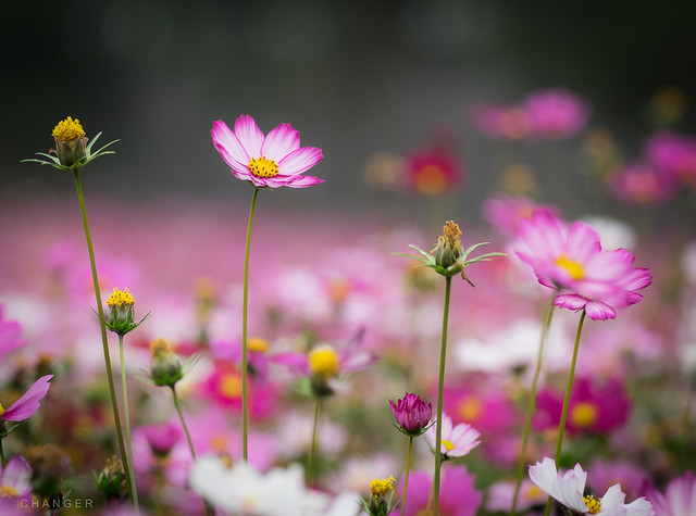 Cosmos bipinnatus . 波 斯 菊  .  1391