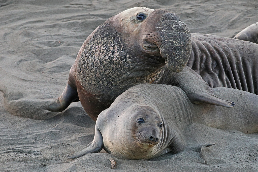 Elephant seal. Южный морской слон самка. Ластоногие морской слон. Южный морской слон детеныш. Морской слон спаривание.