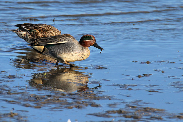 Teal ducks feeding in the mud
