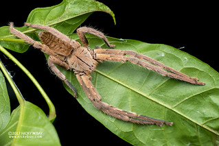 Huntsman spider (Gnathopalystes sp.) - DSC_2006
