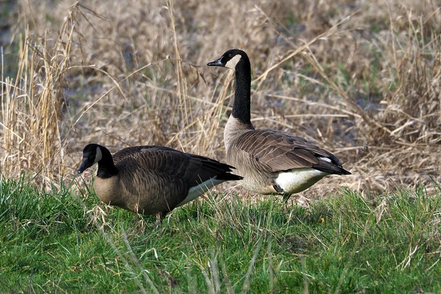 One Goose, Two Goose