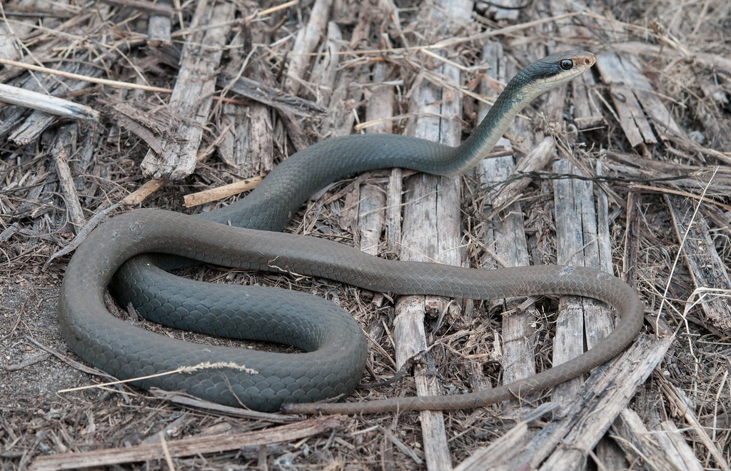 Everglades Racer | Coluber constrictor paludicola | Adam Cooner | Flickr