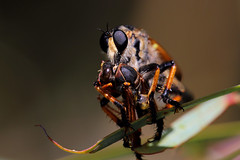 Robberfly with wasp