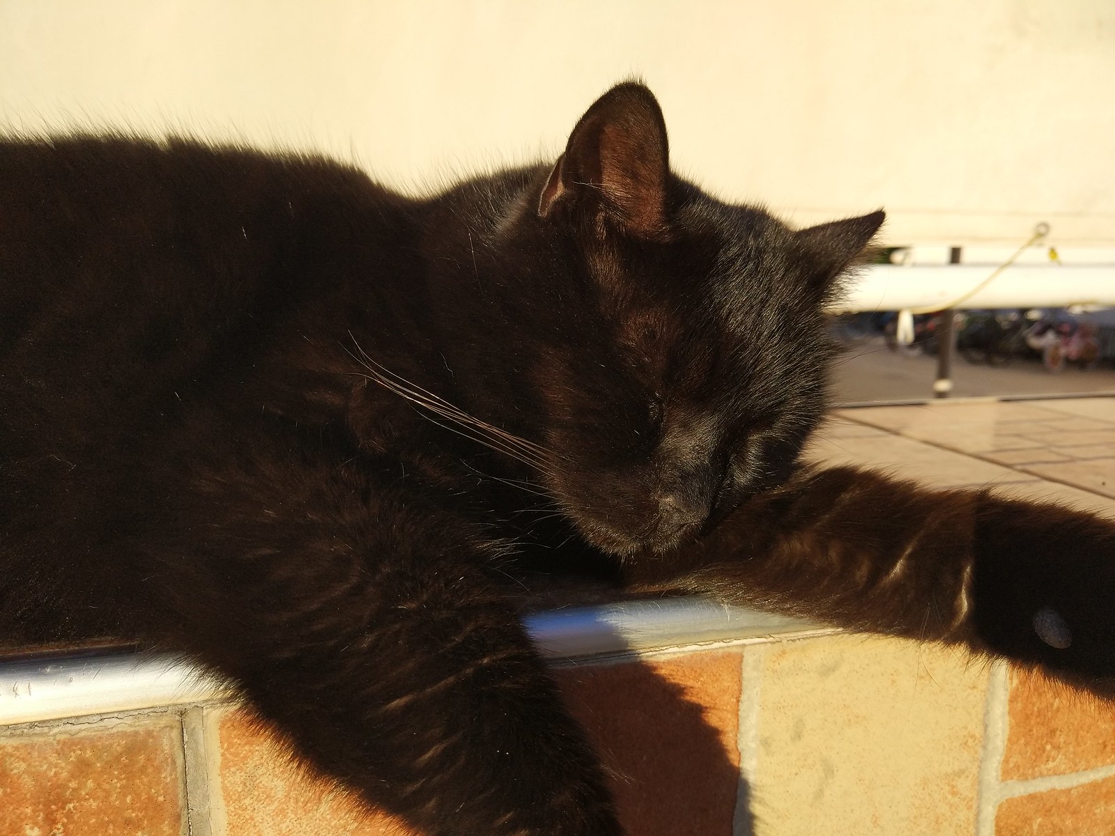 Sunbathing Black Cat