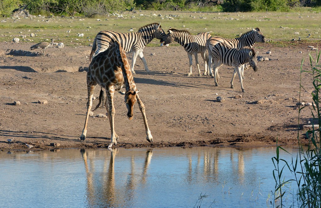 Burchell's Zebra and a thirsty Giraffe - Etosha National Park, Namibia.