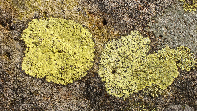 Lichen (Rhizocarpon geographicum)